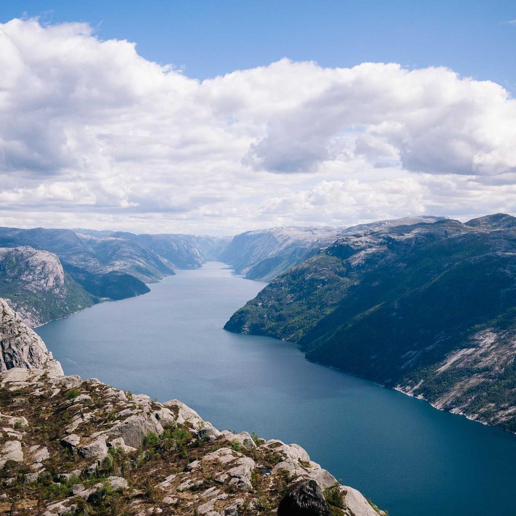 Forest - professional stock photography