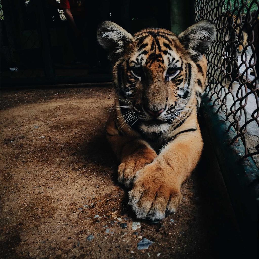 Forest - professional stock photography