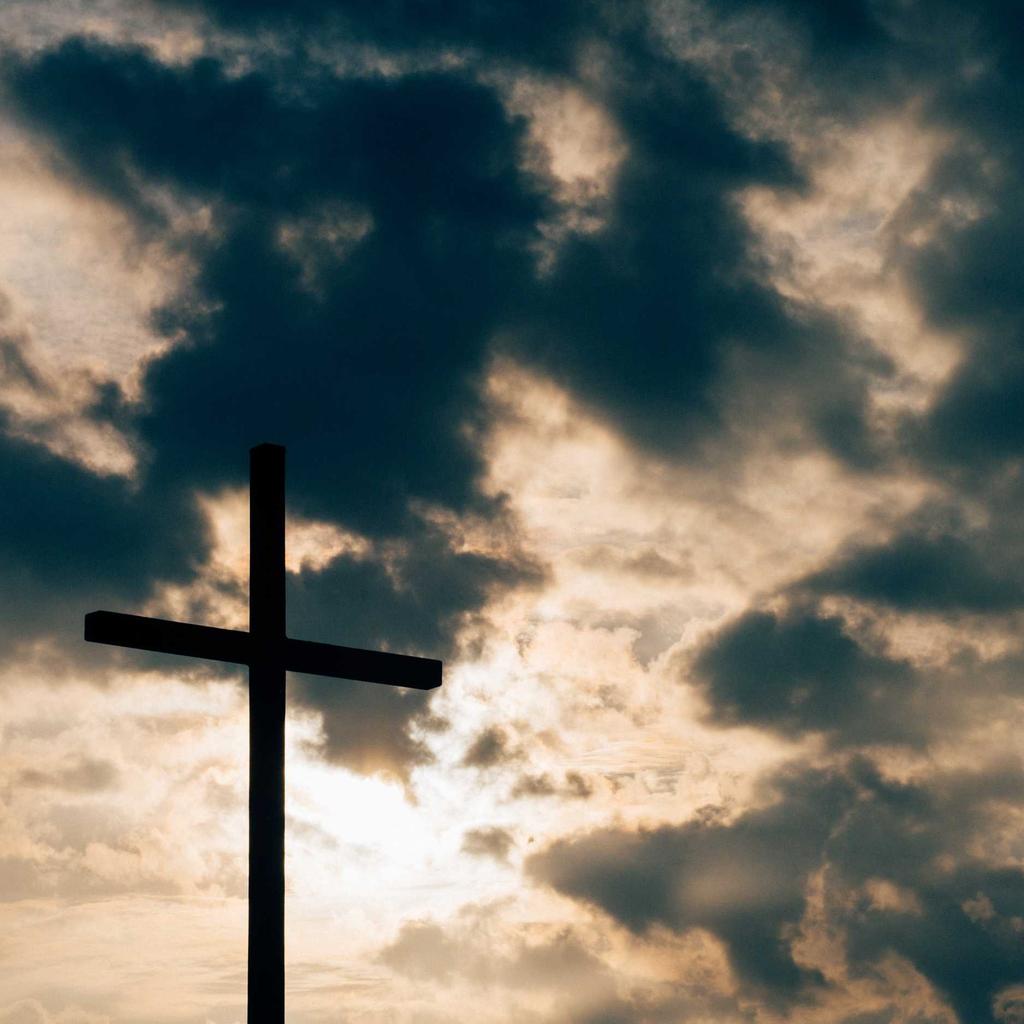 Forest - professional stock photography